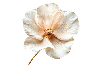 Flying beige flower Isolated on White and Transparent Background PNG Image.