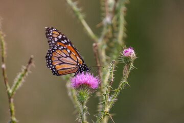 Southern Monarch butterfly (Danaus erippus) perched on a thistle.