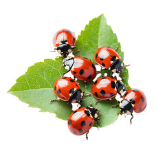 Fototapeta premium Ladybugs Crawling on Leaf Isolated on Transparent Background