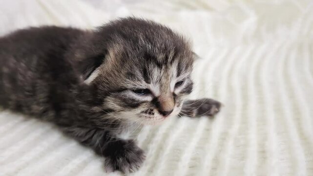 Cute meowing newborn kitten on soft blanket