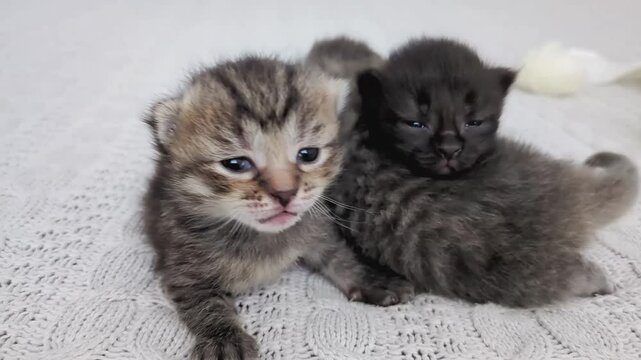 Three cute newborn kittens snuggle together on a knitted plaid