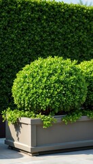 Fototapeta premium Lush green boxwood hedge in a rectangular planter, nature, vertical garden