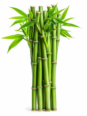 Lush green bamboo stalks bundled, isolated