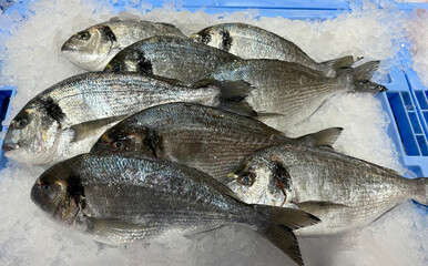Dorado fresh sea fish on ice. Tray with healthy seafood in the shop