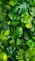 Lush monstera leaves creating a vibrant jungle scene. Dark background