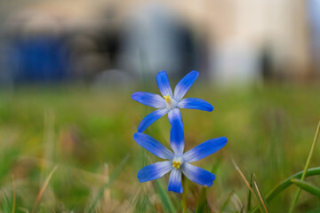 Delicate and Beautiful Blue Flowers Are Elegantly Blooming During the Springtime Season