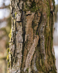 Obraz premium bark of a tree