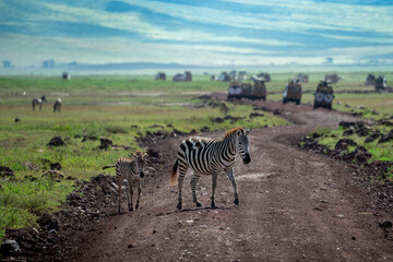 Ein Zebra mit ihrem Zebrajungen läuft über eine Straße bzw. Schotterpiste im Ngorongoro Krater in Tansania Afrika Tarangire, im Hintergrund Safari Fahrzeuge © Lars