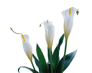 Elegant trio of cobra lily blooms, a serene botanical display showcasing delicate white petals and vibrant yellow pistils against a simple setting, emphasizing nature's quiet beauty