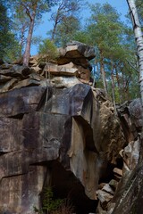 forest in the mountains after the rain