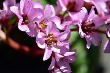 Rosa Blüten einer Bergenia 