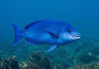 Fototapeta premium Vibrant Blue Fish Underwater Scene Tranquil Ocean Life. AI Generated