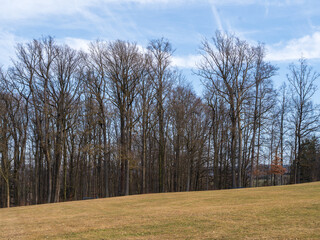 Obraz premium trees in the park