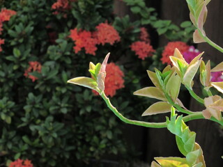 A natureza e sua beleza.