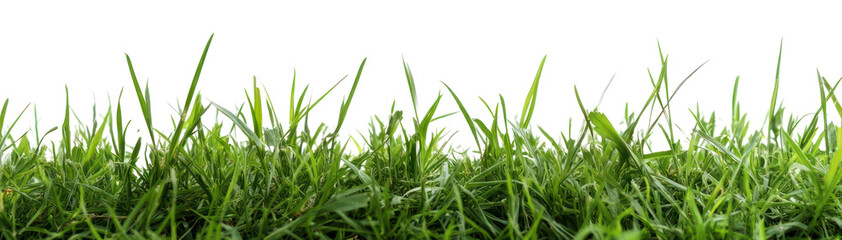 Fototapeta premium PNG Green grass lanscape background white