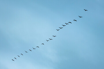 A diagonal line of birds in flight soars across a clear blue sky, captured in silhouette, symbolizing migration, unity, and freedom. Includes ample copy space.