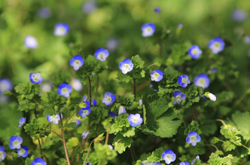 Blue flowers veronica chamaedrys close up on a meadow in sunny weather