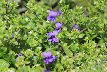 Viola odorata. Scent-scented. Violet flower forest blooming in spring. The first spring flower, purple. Wild violets in nature