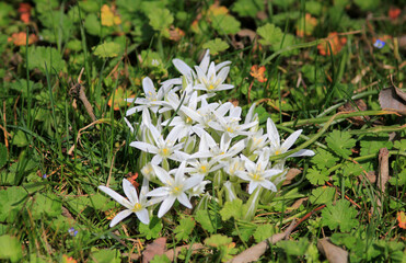 Ornithogalum umbellatum is a bulbous plant of the Asparagaceae with white flowers
