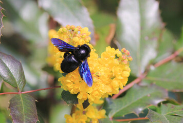 Xylocopa violacea. Eine blauschwarze Holzbiene