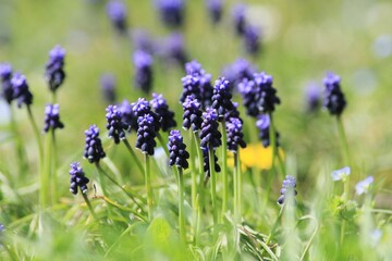 Blue Muscari flowers in a meadow in spring
