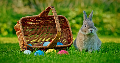 Gray rabbit sitting on the grass next to a wicker basket filled with colorful Easter eggs, with a...