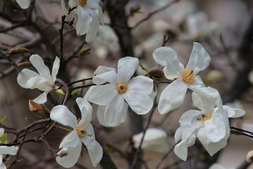 Delicate magnolia flowers in close-up on a blurred sky background
