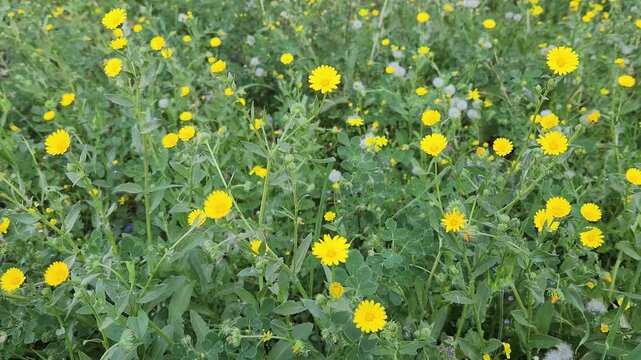Calendula arvensis is a species of flowering plant in the daisy family known by the common name field marigold