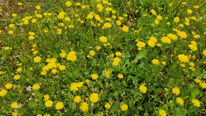 Crepis sancta, competing with white daisies to spread across the green grass, gracefully displays its delicate yellow flowers, which know how to dance in the wind.