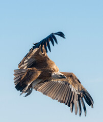 vulture in flight