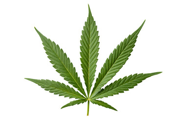 Fresh Green Cannabis Leaf Isolated transparency background.