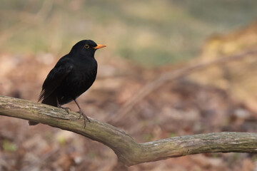 Fototapeta premium blackbird on a branch