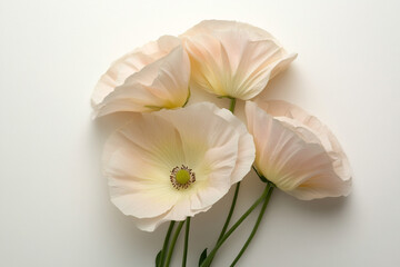 Obraz premium Delicate Pale Pink Poppy Flowers on White Background
