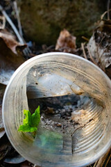 Small green sprout growing inside a discarded plastic cup among dirt and dried leaves, symbolizing nature's resilience and environmental pollution impact. 