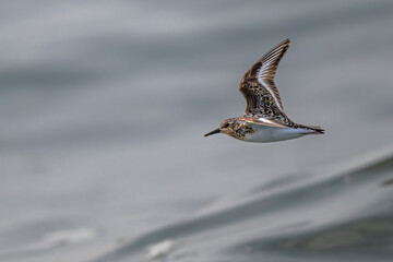 Sanderling (Calidris alba) Bird in the Olympic National Park, WA