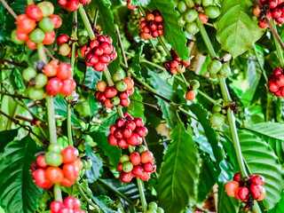 Vibrant Coffee Cherries on Branches in Lush Greenery of a Coffee Plantation.