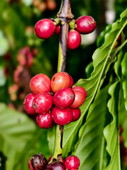 Close-Up of Ripe Red Coffee Cherries on Branch with Lush Green Leaves in Tropical Plantation.