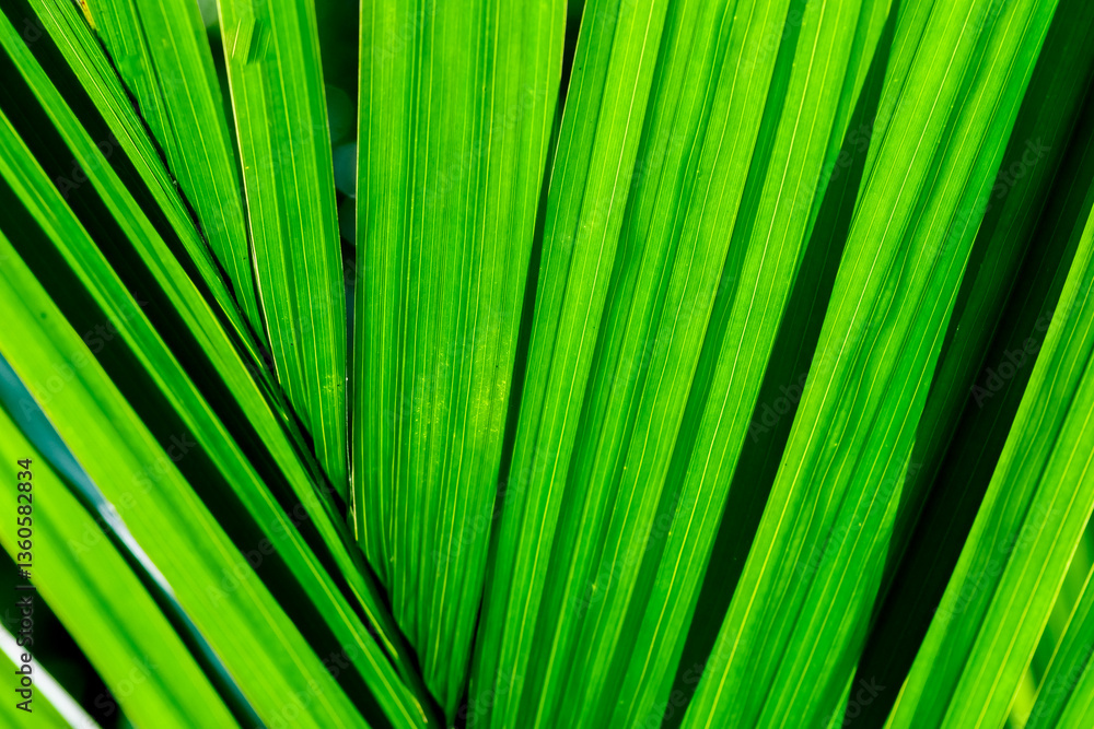 Poster palm leaf texture: a macro shot reveals the vibrant green texture of a palm leaf, its long, parallel