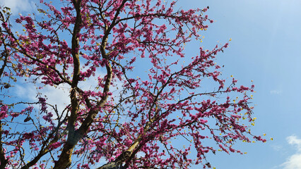 The Judas tree (Cercis siliquastrum), offering its shyly pinkish purple flowers before its leaves, is undoubtedly one of the leading stars of Mediterranean spring.