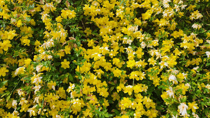 The winter jasmine (Jasminum nudiflorum) is a slender, deciduous shrub and a garden favorite, with its yellow, necklace-like flowers that shine brightly regardless of summer or winter.