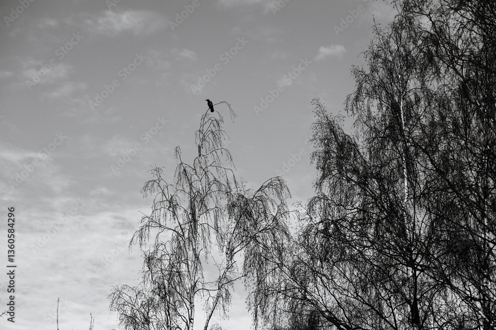 Poster a black and white photograph of a bird sitting on a tree branch.
