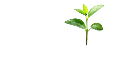 Fototapeta premium Young Plant Sprout Growth