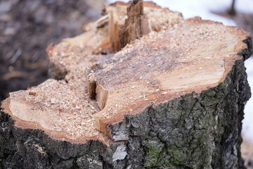 A split piece of wood with rough edges.