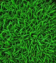 Naklejka premium Close-up of lush, short-cut green grass on a golf course, showing texture and detail, chlorophyll, rolling hills, sports