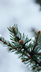 Dark green fir branch with a small, closed cone, natural winter texture, evergreen, foliage, greenery