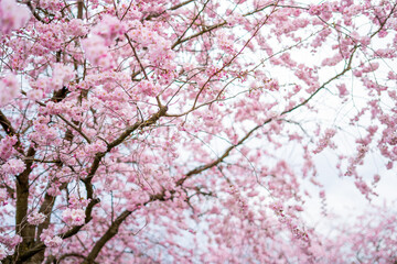 Sakura blossom park in European city. Trees with pink flowers. Beautiful spring landscape background.