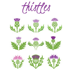 Set of thistles on white background. 
