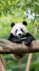 Fototapeta premium Adorable Panda Bamboo Forest Wildlife Conservation