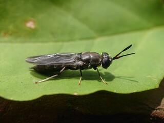 Black Soldier Fly Photo Details
