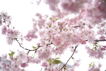 Light pink white tree cherry blossom flowers, with light coming through. Concept of spring. 